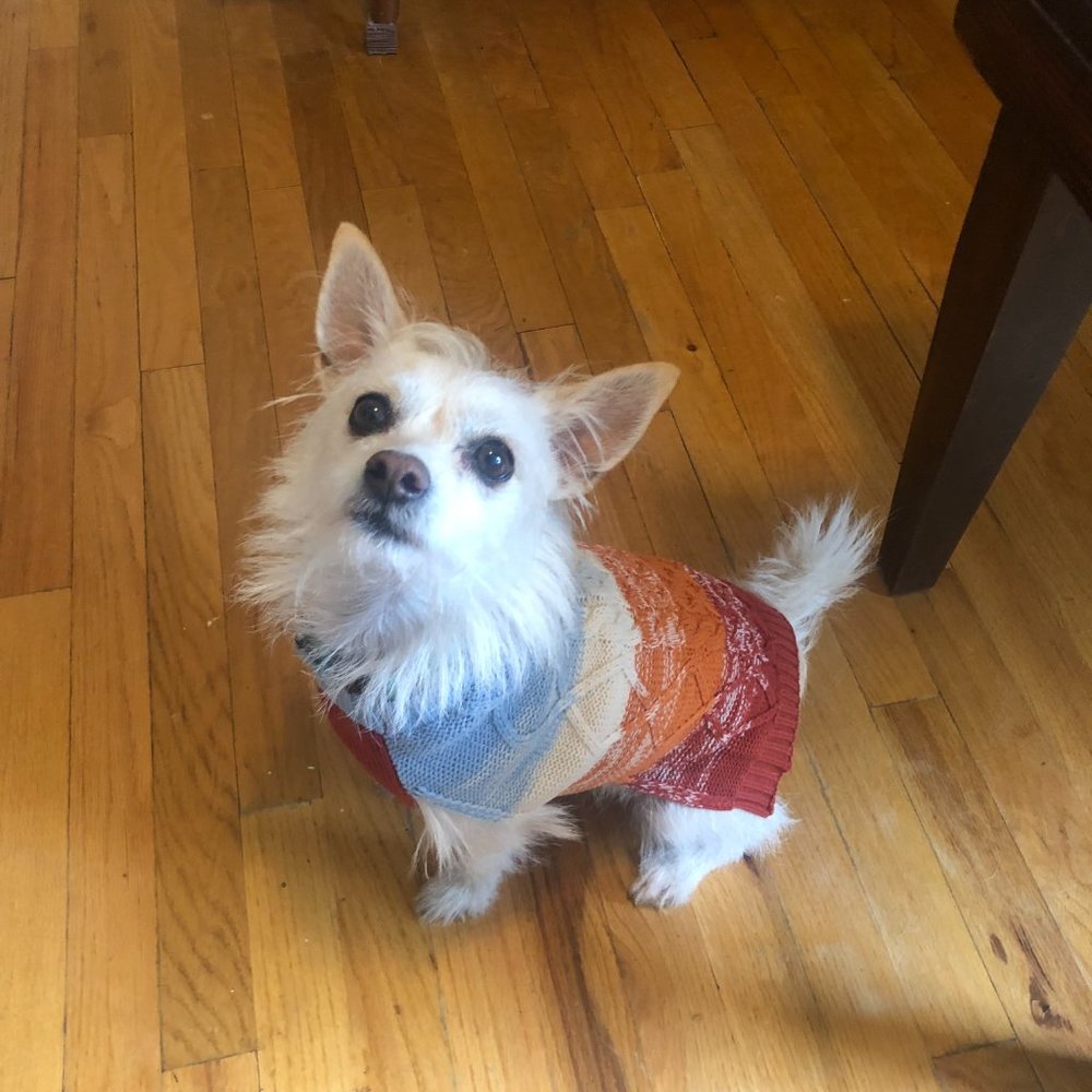 Non-Smoking Pet Friendly Household!